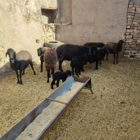 گوسفند میش بره دار چپش قوچ شیشک بز بزغاله دار|حیوانات مزرعه|قم, شهر قائم|دیوار