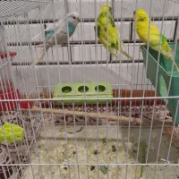 مرغ عشق