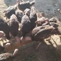 بوقلمون محلی