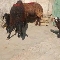 میش بره دار|حیوانات مزرعه|مشهد, ویلاشهر|دیوار