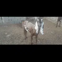 بز مری پلنگی اصل|حیوانات مزرعه|هامون, |دیوار