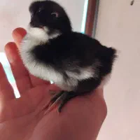 جوجه گلپایگان