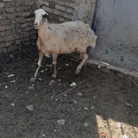 میش سفید