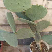 کاکتوس بسیار زیبا ومفید|گل و گیاه طبیعی|شیراز, ریاستی|دیوار