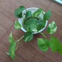 گیاه پتوس|گل و گیاه طبیعی|سیجوال, |دیوار