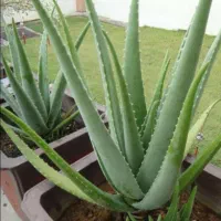 انواع گل و گیاه|گل و گیاه طبیعی|گنبد کاووس, |دیوار