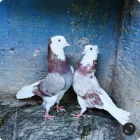 کبوتر پرشی دهنجوربشرط پرش بالا ده ساعت تیرماه|پرنده|تهران, ترمینال جنوب|دیوار