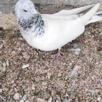کبوتر