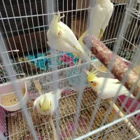 عروس لوتینوهلندی مولد4تا|پرنده|تبریز, |دیوار