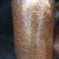 پیاز سرخ شده