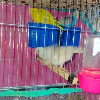 همه نوع پرنده|پرنده|میناب, |دیوار