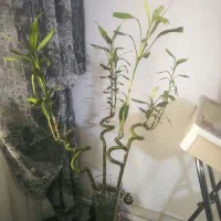 گل بامبو‌،