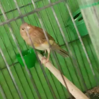 جوجه قناری نر اوپال|پرنده|گلستان (تهران), |دیوار
