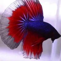 فایتر هافمون نر ماده عمده و تک(ارسال رایگان)آرتمیا