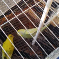 مرغ عشق|پرنده|تایباد, |دیوار