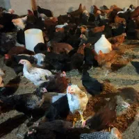 مرغ محلی گلپایگانی