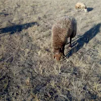 شیشک همو|حیوانات مزرعه|تربت‌حیدریه, پایانه مسافربری تربت حیدریه|دیوار