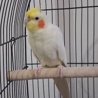 عروس هلندی ماده