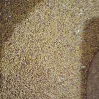 بذر یونجه ریشه تلخ