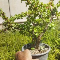 بونسای خرفه ای|گل و گیاه طبیعی|پاکدشت, پاکدشت (مامازند)|دیوار
