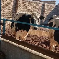 گاو سر سینه آبستن