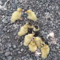 جوجه اردک اسرائیلی