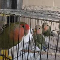 طوطی برزیلی دو ماهه و ۴ ماهه مقطوع