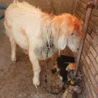 نرمیش بره بیگ فروش فوری