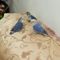 ۳عدد طوطی برزیلی