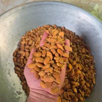 فروش بادام|عمدهفروشی|بن, |دیوار