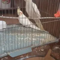 عروس هندی معاوضه با کوتوله