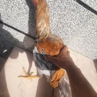 جوجه خروس لاری