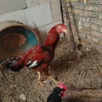 خروس اصیل لاری