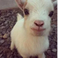 خرید و فروش حیوانات مرغ و کفتر کشتنی وبز شیرا