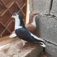 نرماده رنگی|پرنده|اهواز, امانیه|دیوار