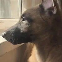 سگ مالیونز بلژیکی اصیل اصل|سگ|شیراز, رازی|دیوار