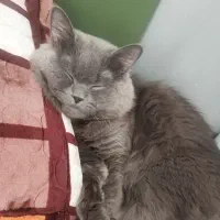 گربه هیمالین گربه بیریتیش گربه بالغ|گربه|شهریار, شهریار|دیوار