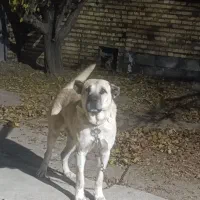 سگ سرابی|سگ|بوکان, |دیوار