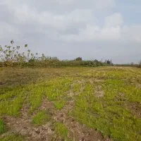۱۲۰۰۰mزمین کشاورزی مناسب شالیزارباغ کیوی/گلخانه|فروش دفتر صنعتی، کشاورزی، تجاری|خشکبیجار, |دیوار