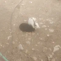 خرگوش|موش و خرگوش|بوشهر, |دیوار