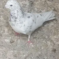 کفتر پرشی جوجه و بالغ ۵تا|پرنده|ری, فیروزآباد|دیوار