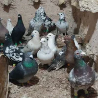 حیون پرشی|پرنده|خوشاب, |دیوار