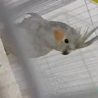 عروس هلندی گم شده