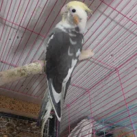 عروس هلندی دستی و جفت مولد با کیفیت