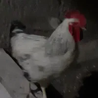 خوروس جوان