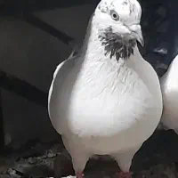 کبوتر سفید