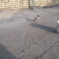 کبوتر برای فروش  مکان خرمشهر کوت اشیخ