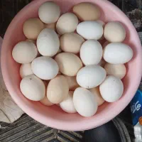 تخم مرغ محلی