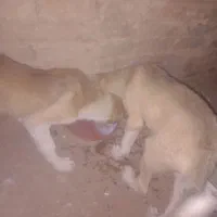 توله سگ