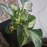 ریشه گلها پر هست و از گلدان مادر قلمه شده اند
